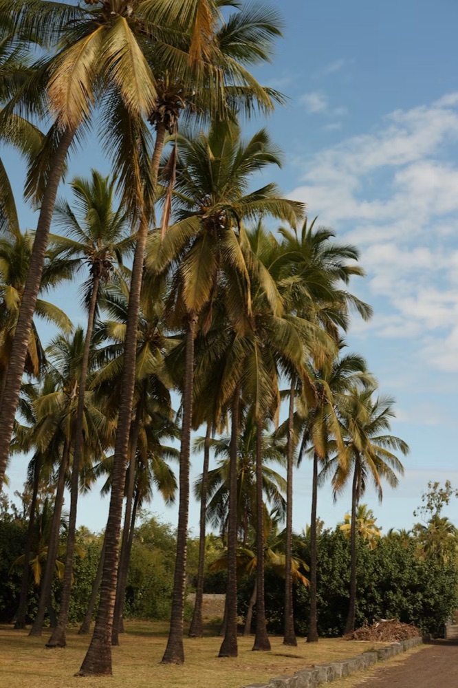 Palmiers du jardin tropical de la Villa Delisle